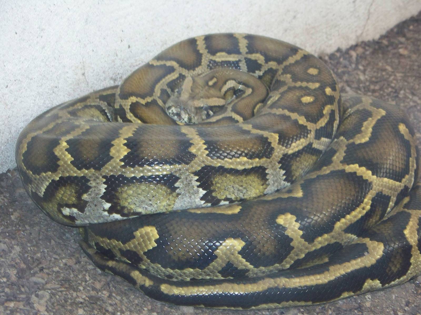 Burmese Python