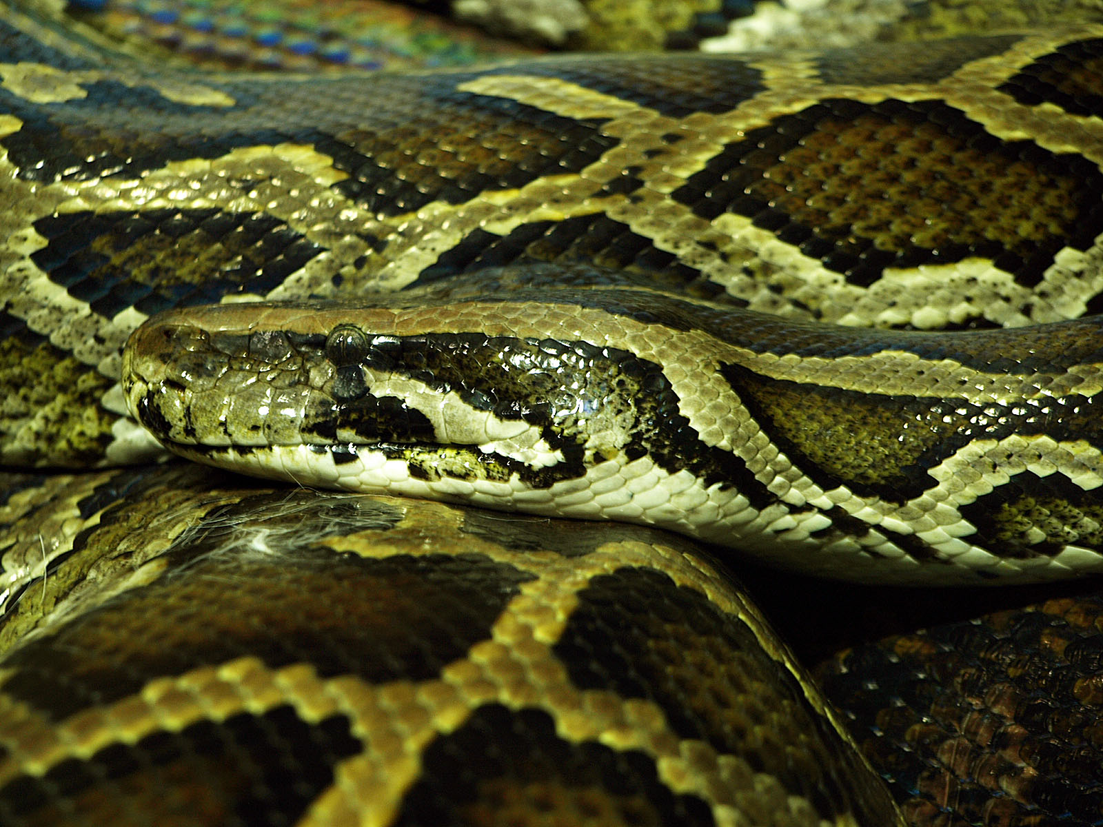 Burmese python