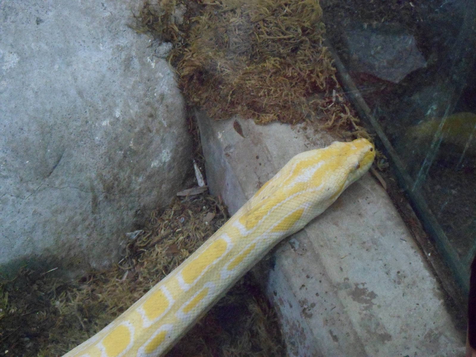 Burmese Python
