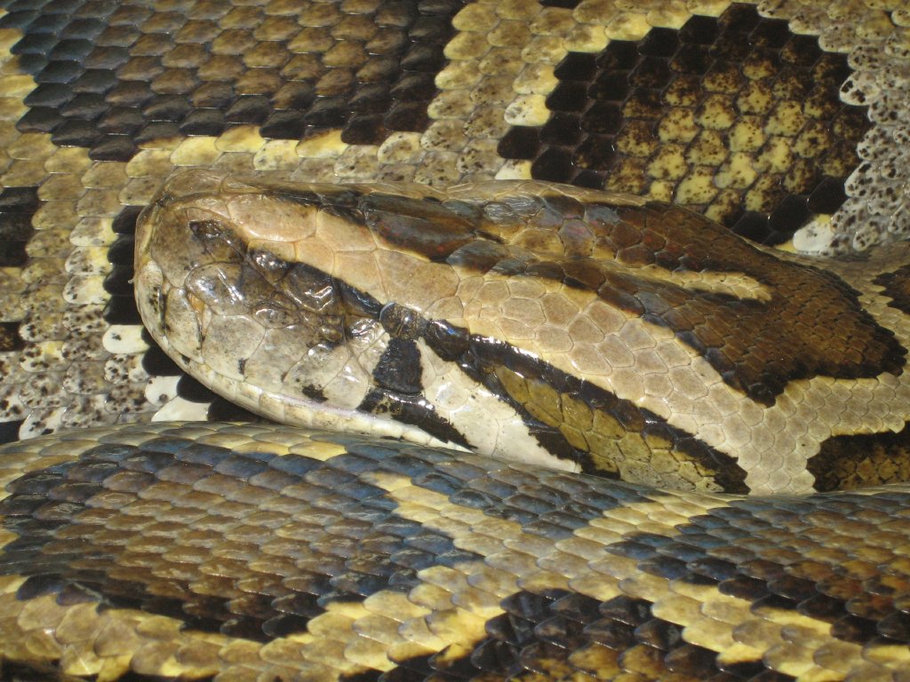 Burmese Python