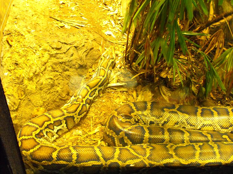 Burmese Python