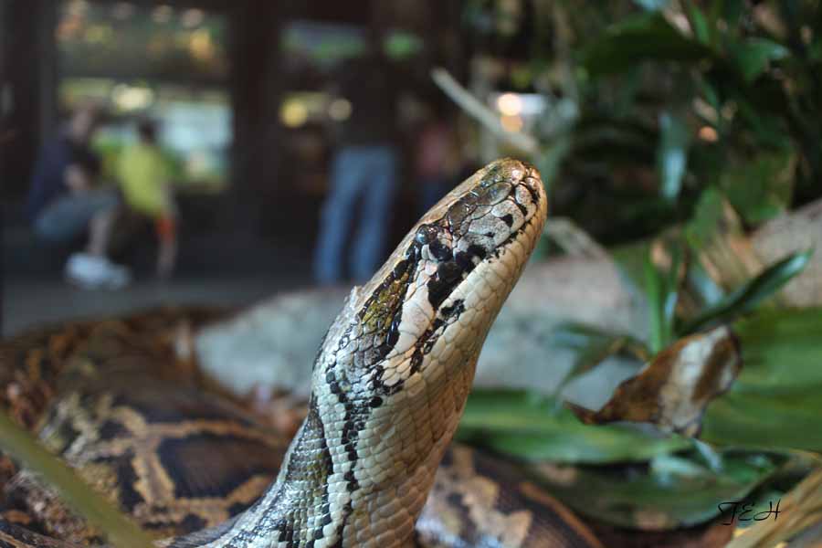 burmese python