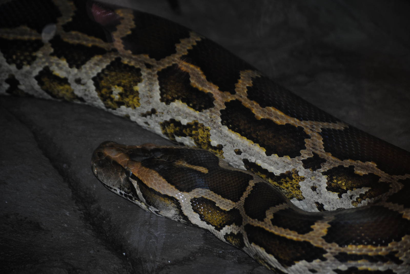 Burmese Python