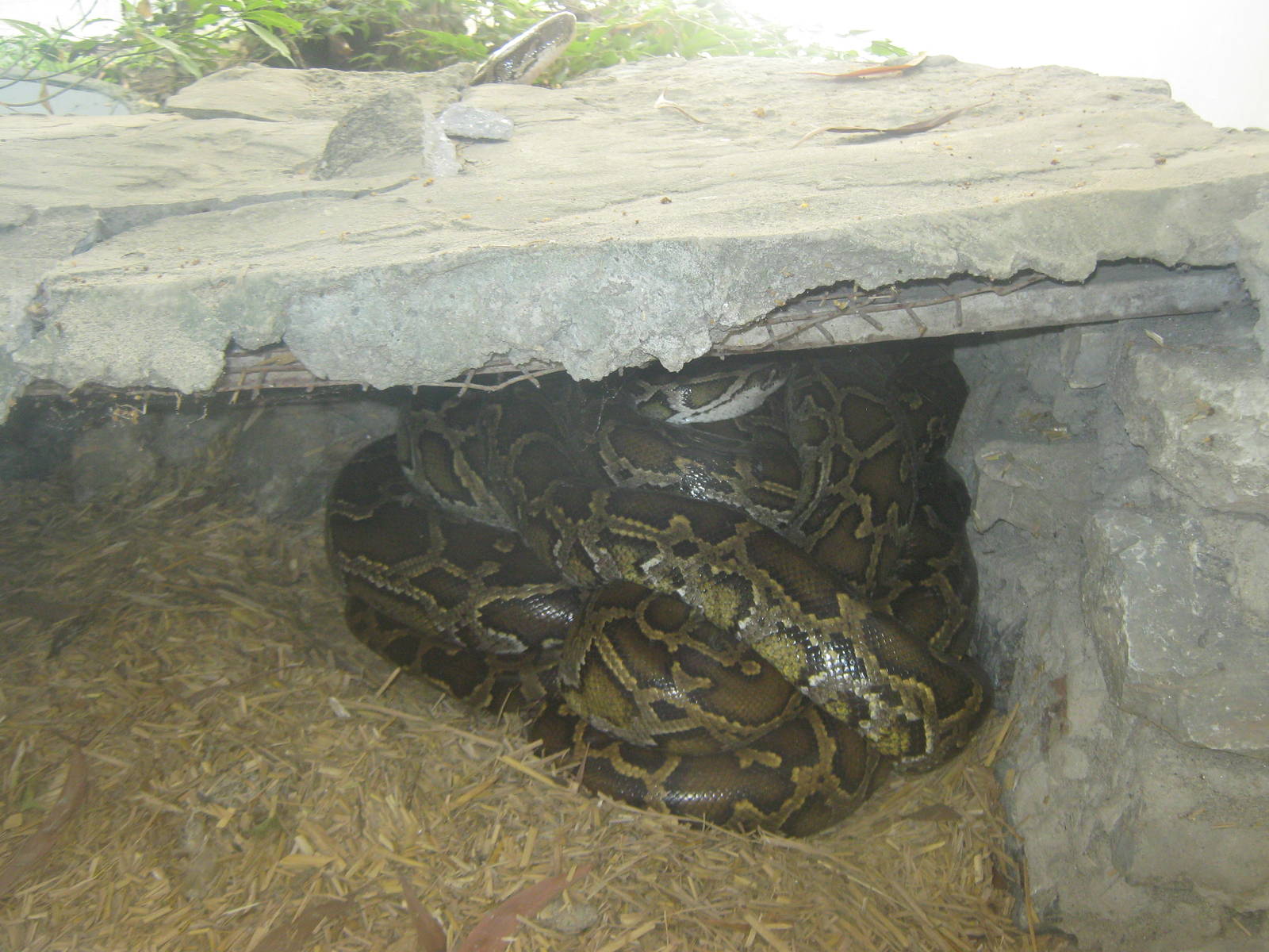 Burmese Python