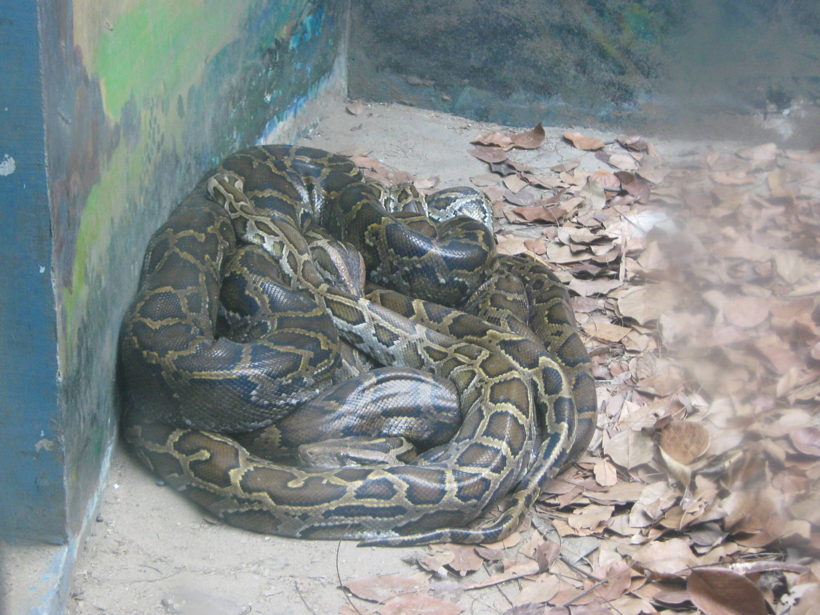 Burmese Python