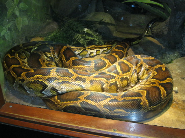 Burmese Python