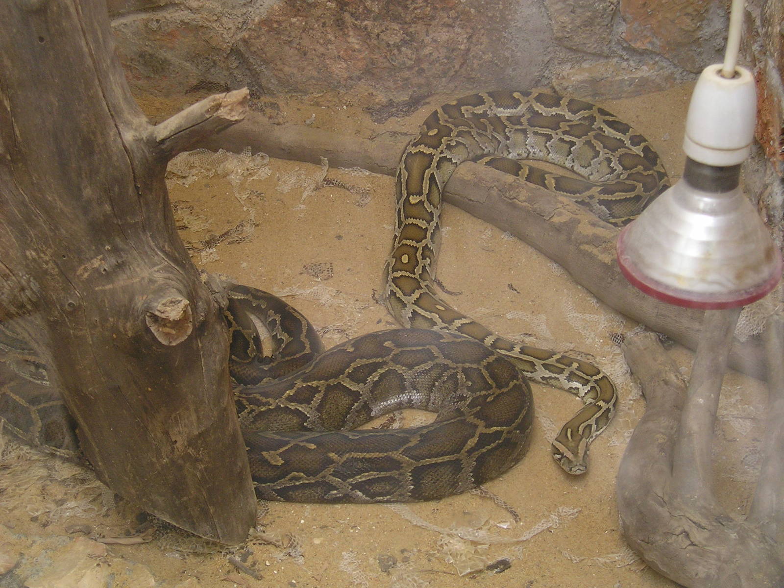 Burmese python