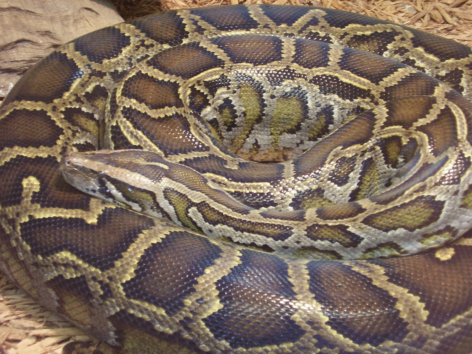 Burmese Python
