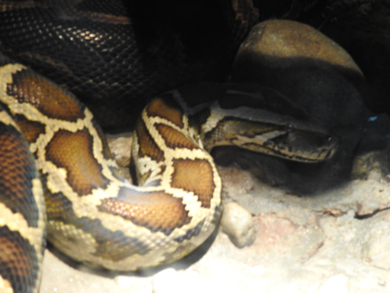 Burmese Python