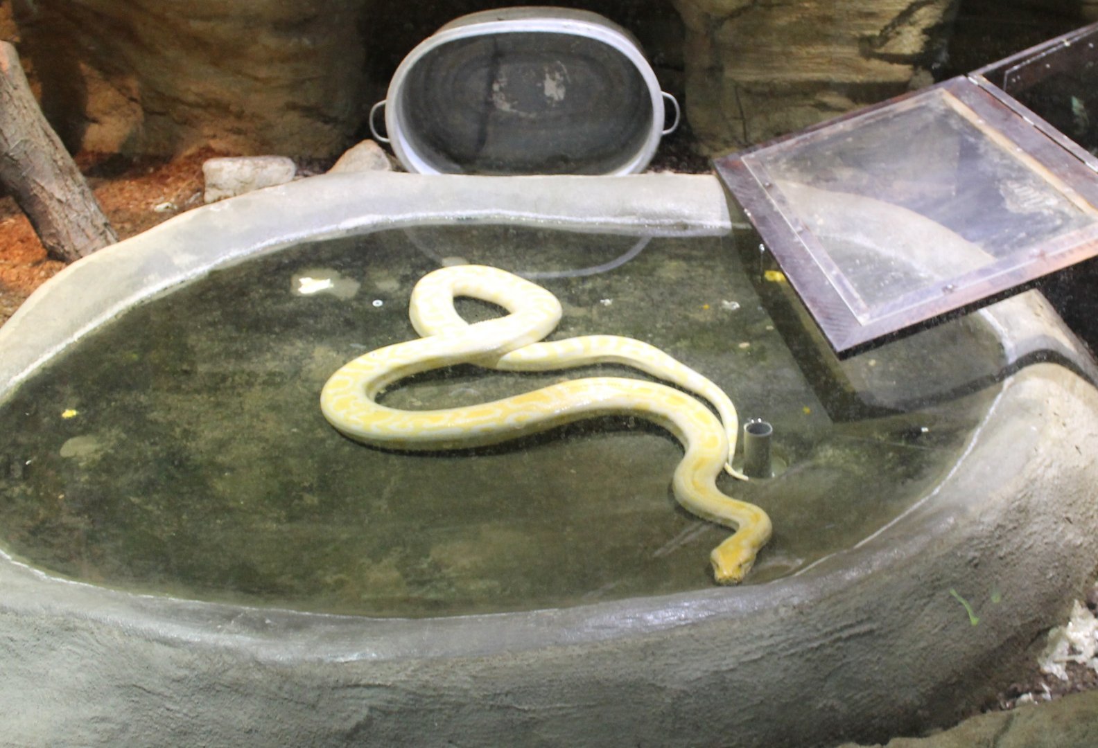 Burmese python