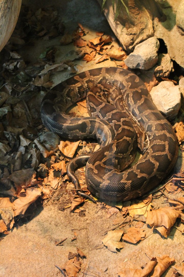 Burmese python