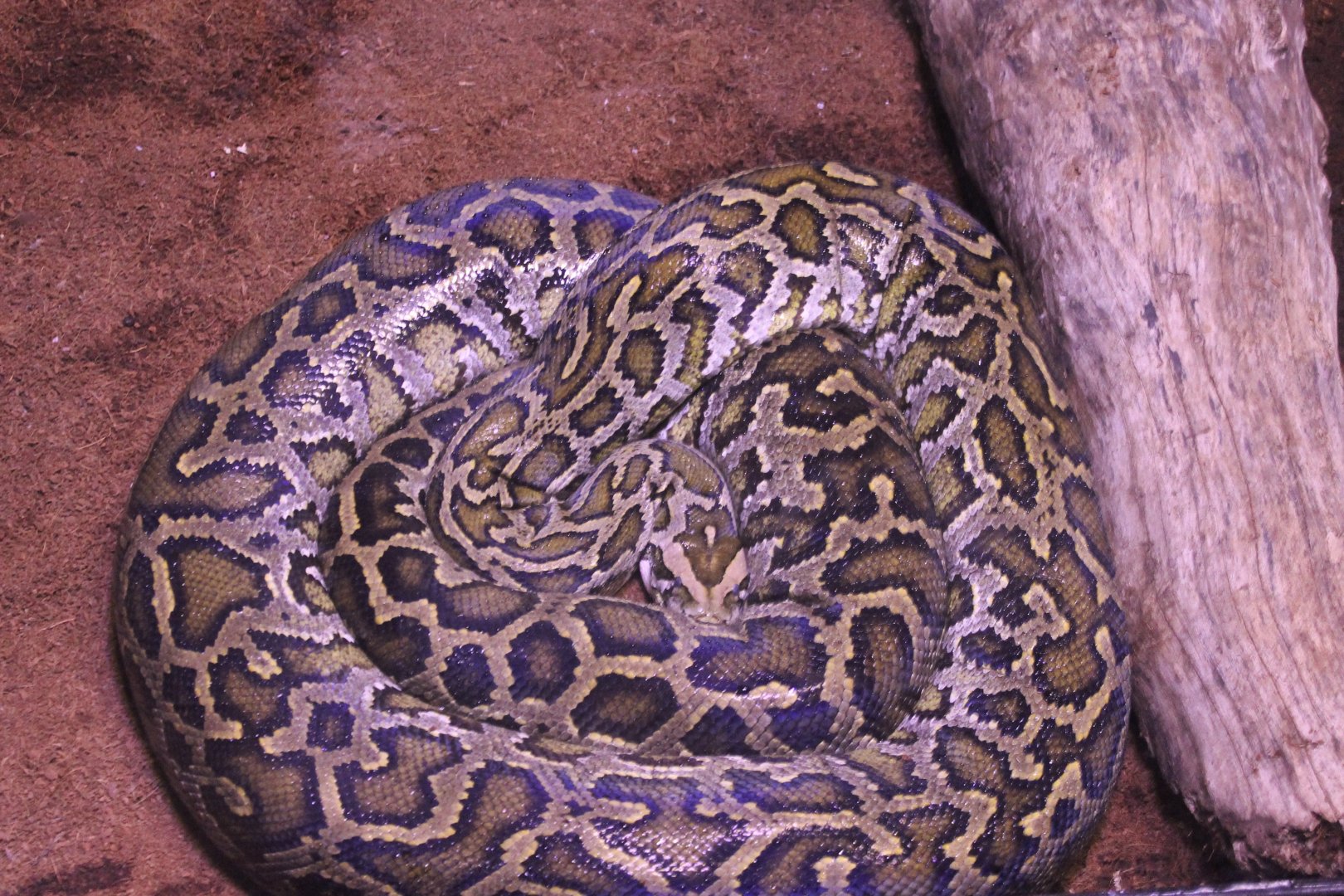 Burmese python