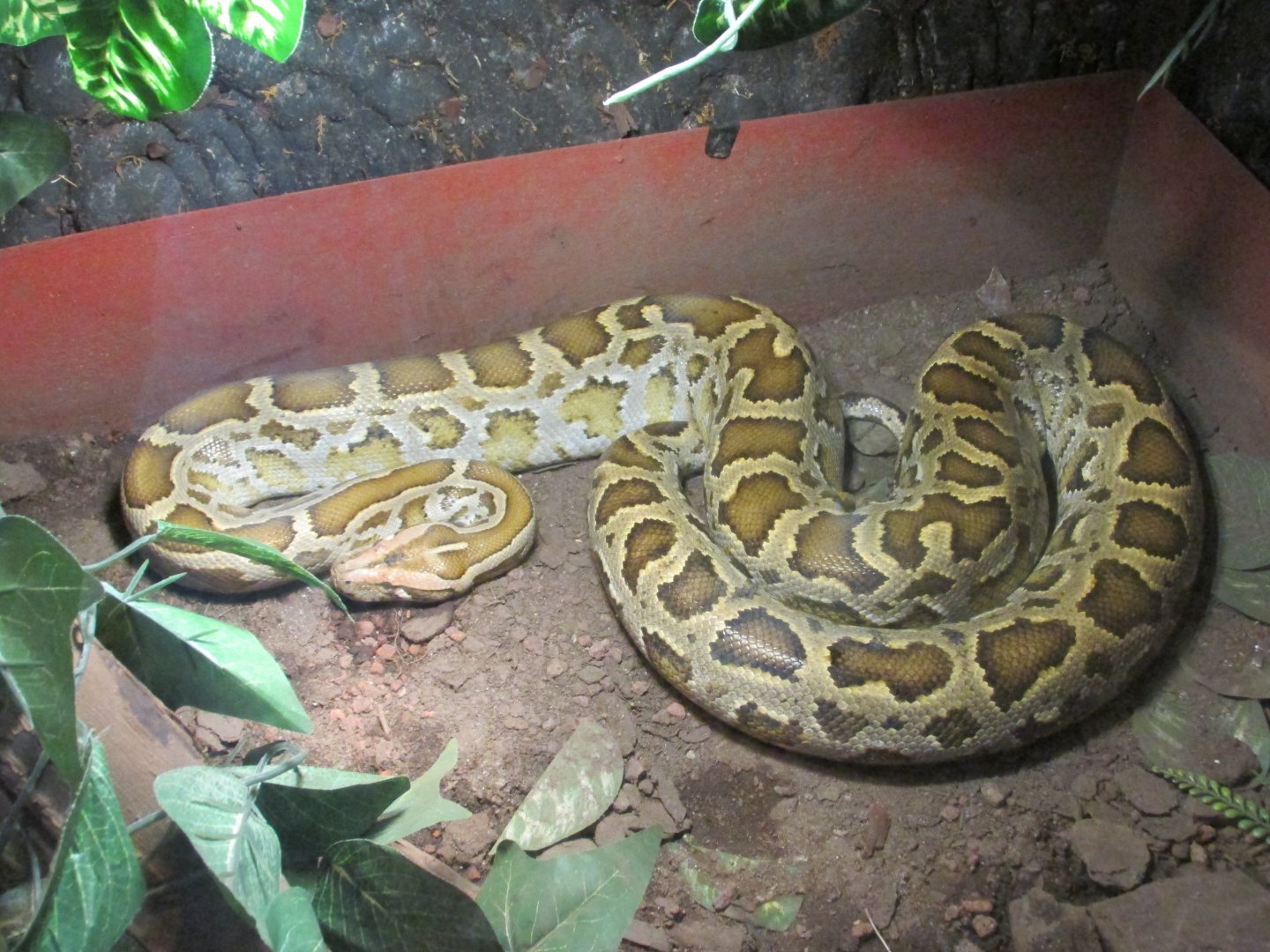 burmese python