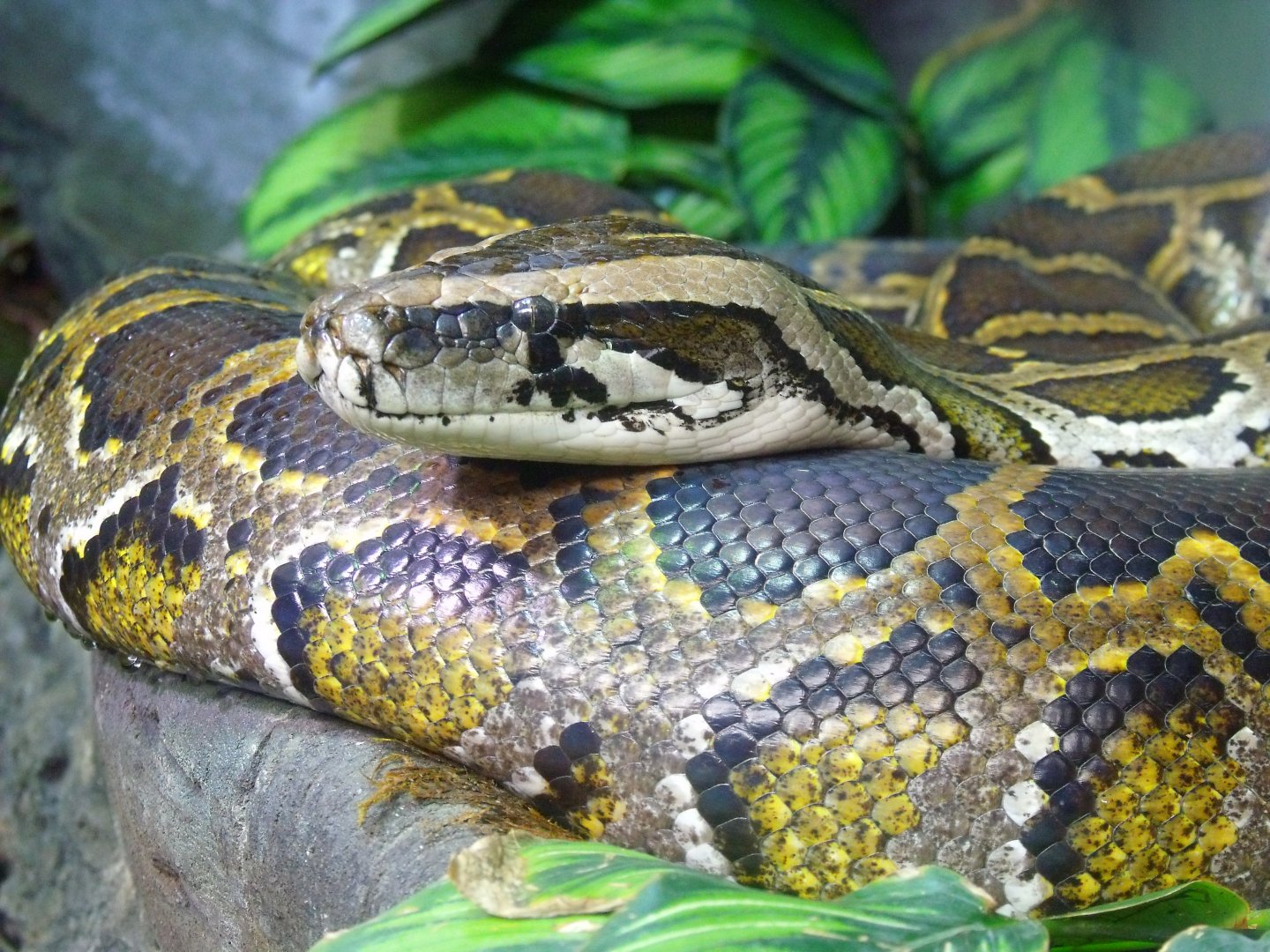 Burmese python