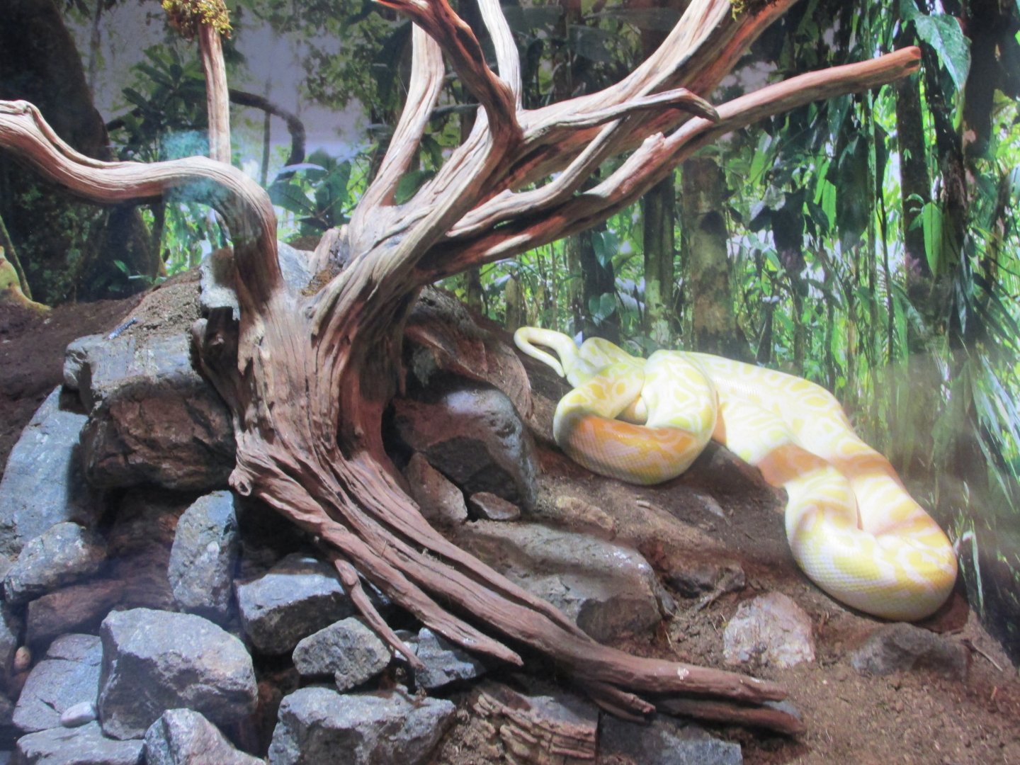 burmese python