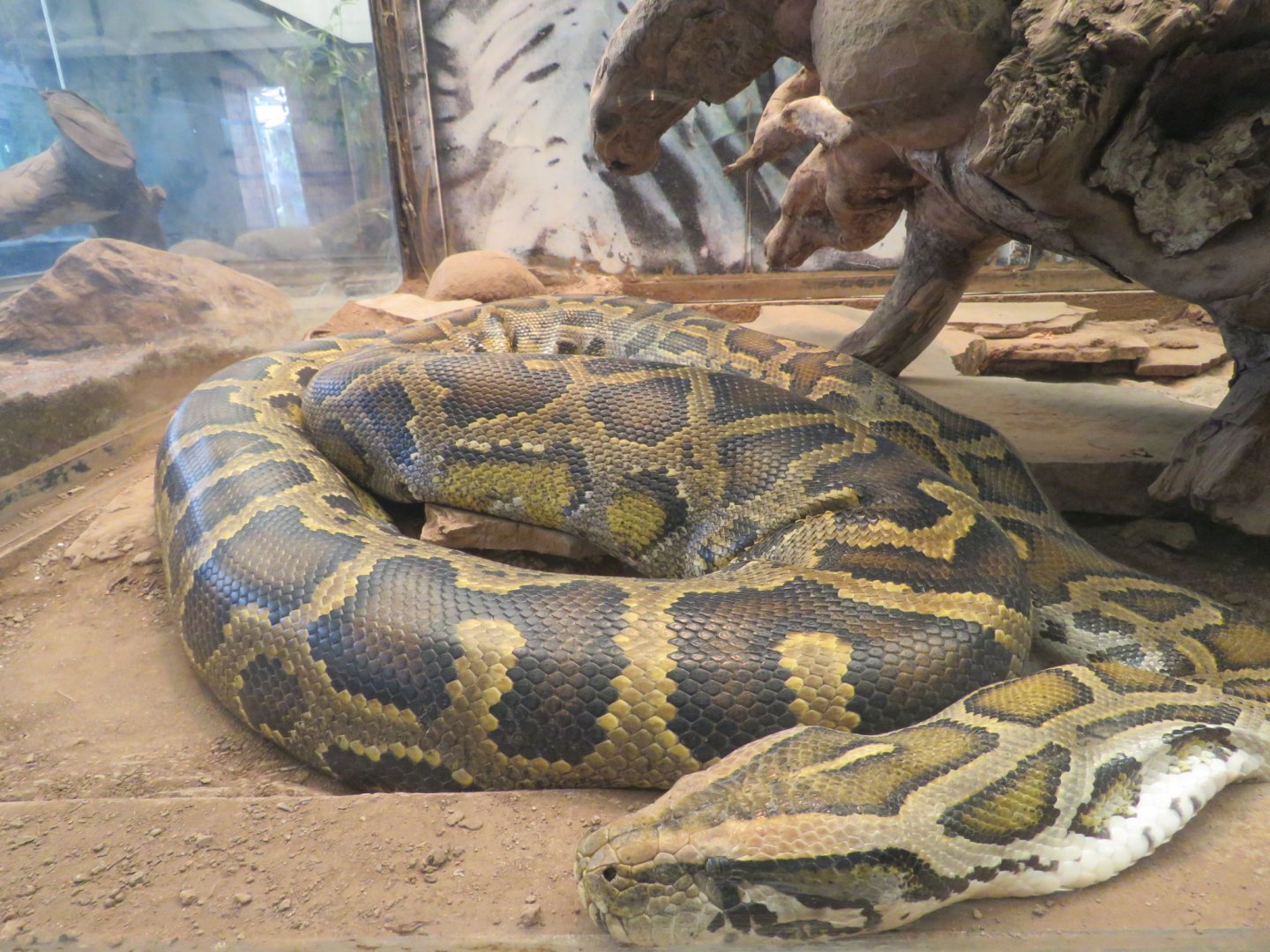 Burmese python