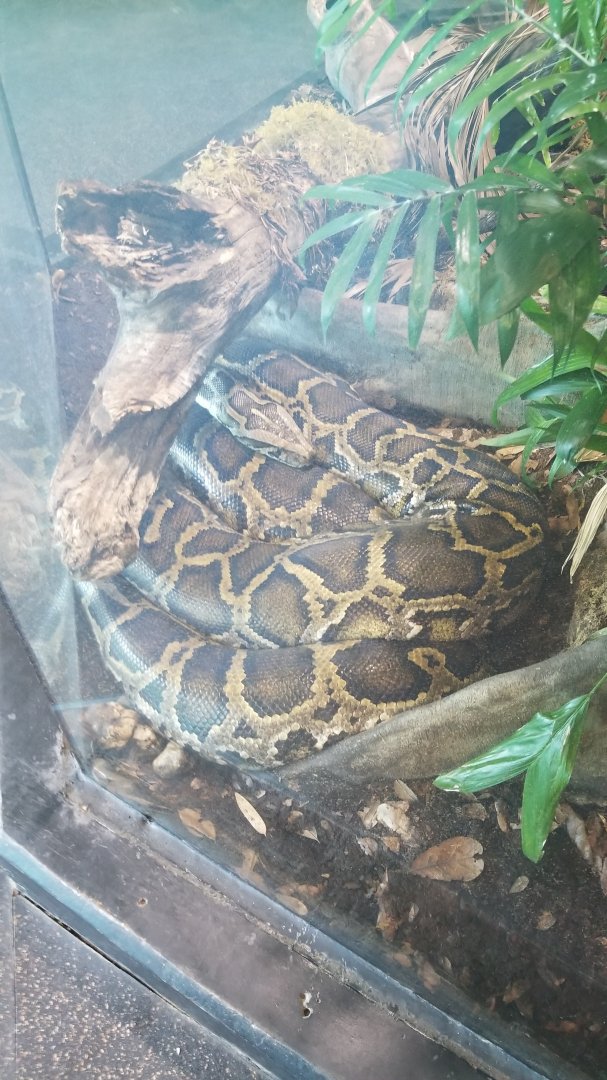 Burmese Python