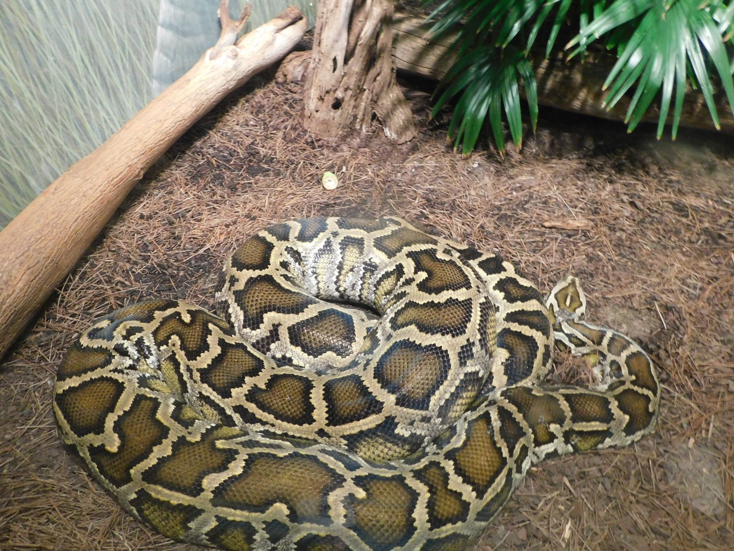Burmese Python