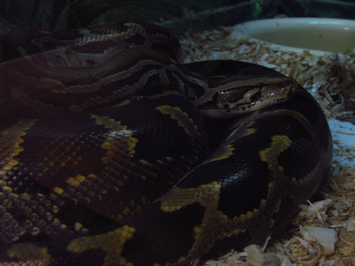 Burmese python