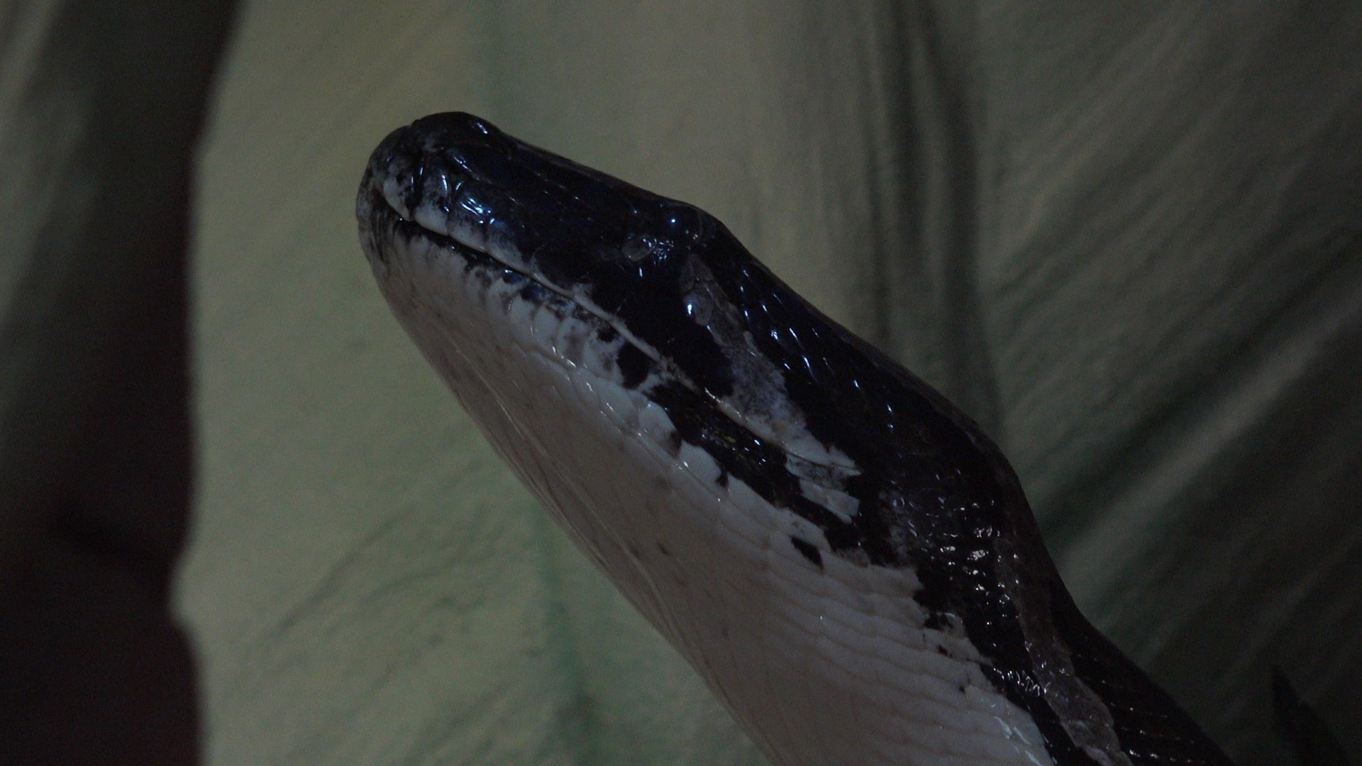 Burmese Python