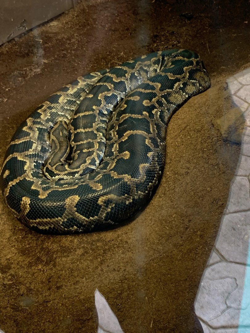 Burmese python
