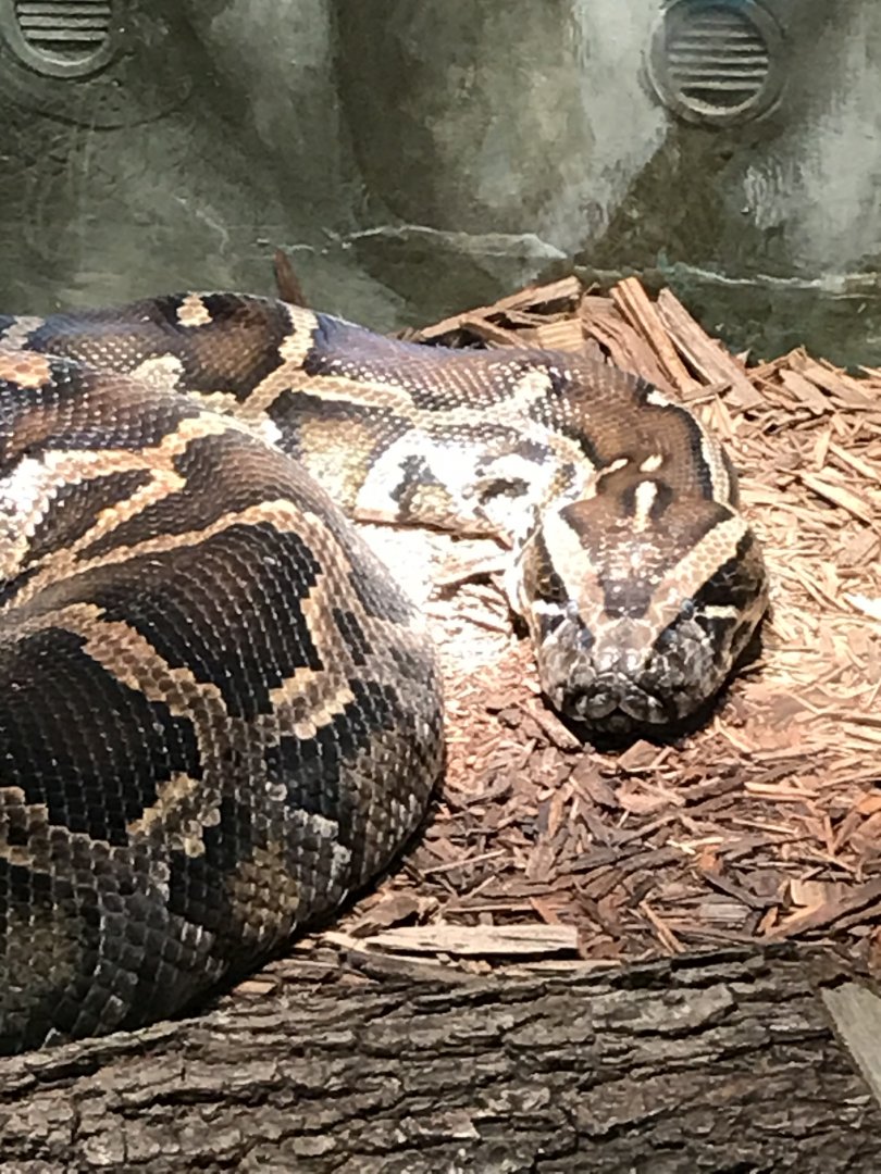 Burmese python