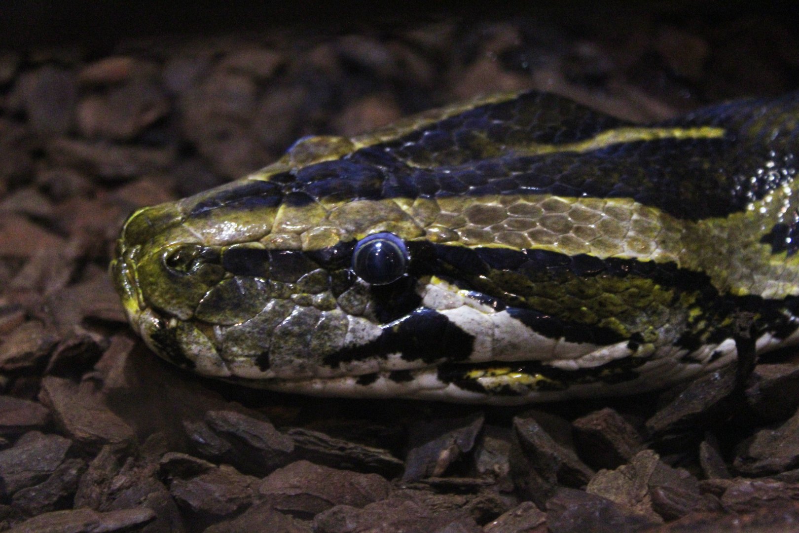 Burmese Python