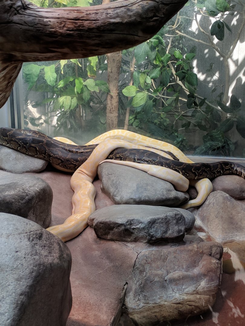 Burmese Python