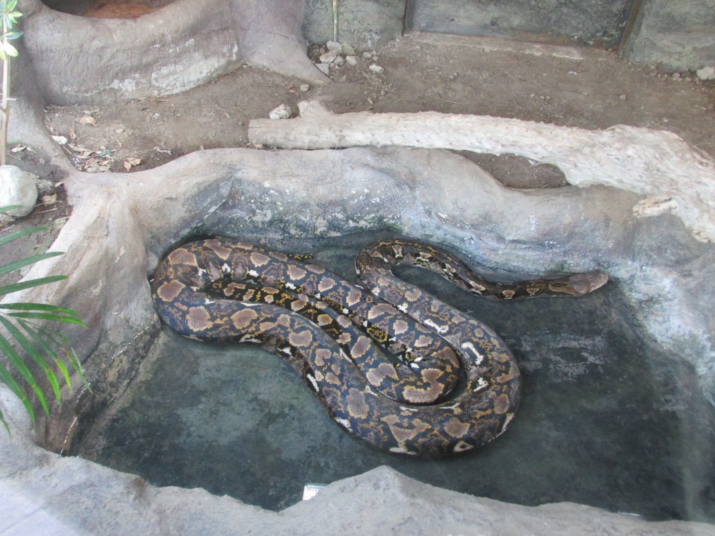 burmese python