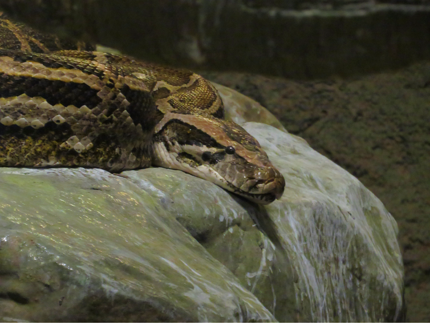 Burmese Python