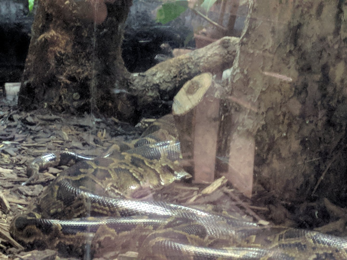 Burmese Python
