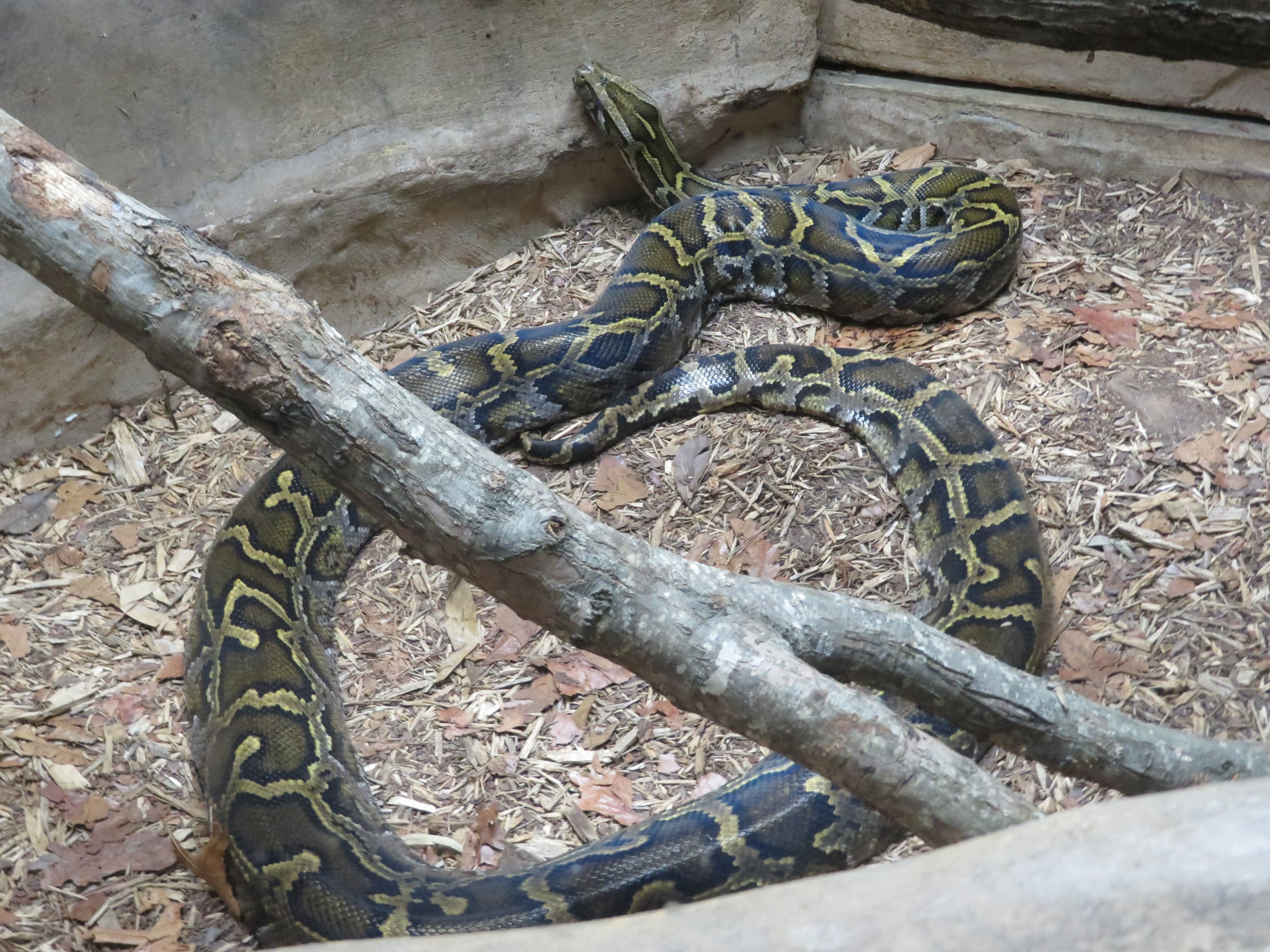 Burmese Python