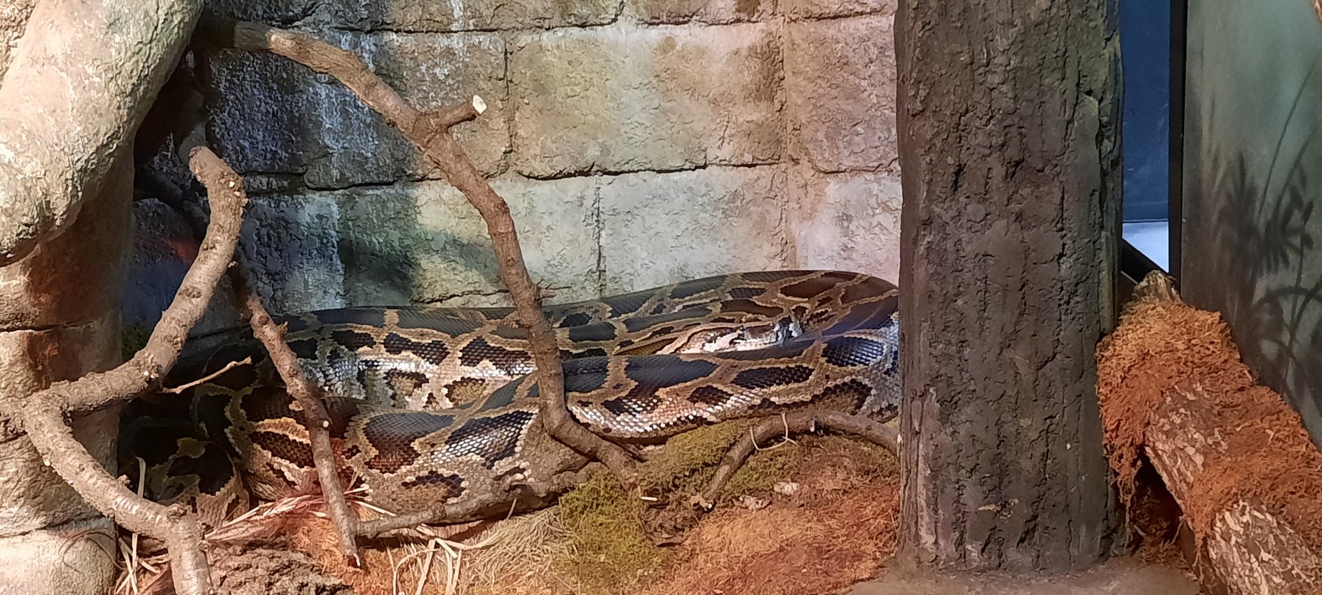 Burmese Python