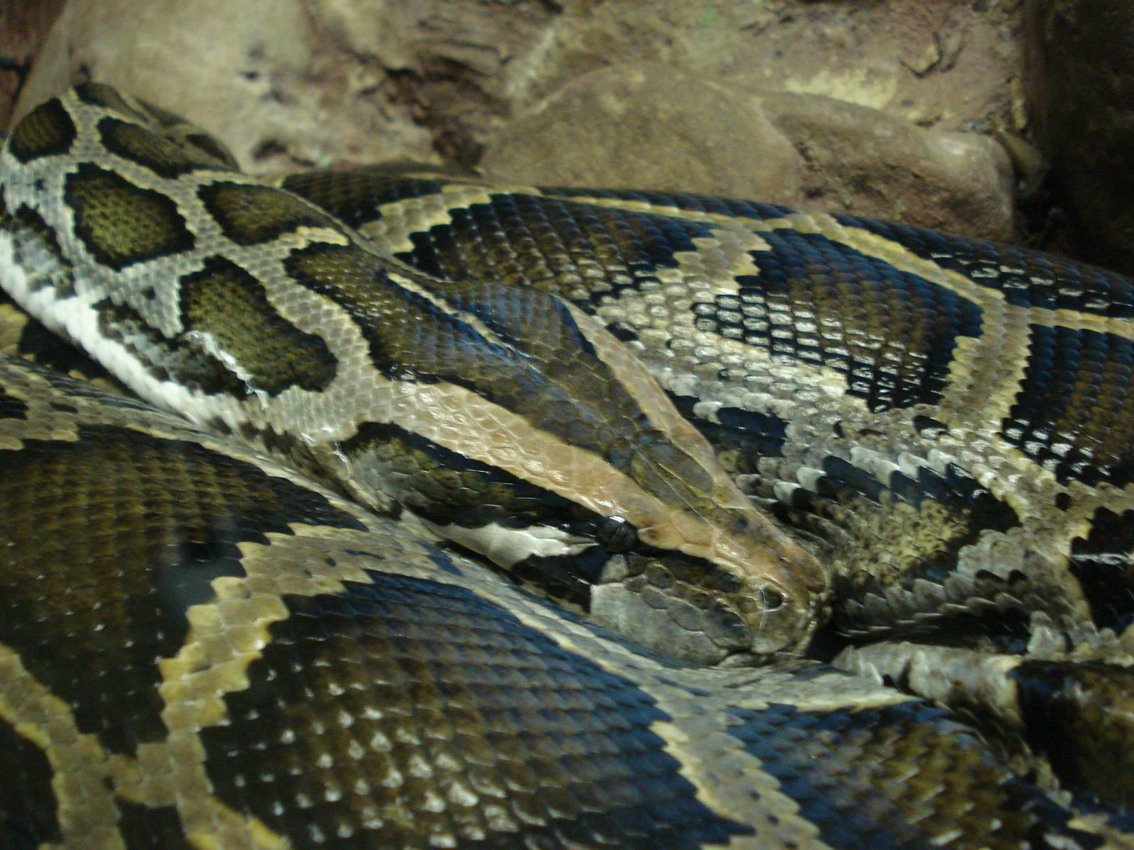 Burmese python
