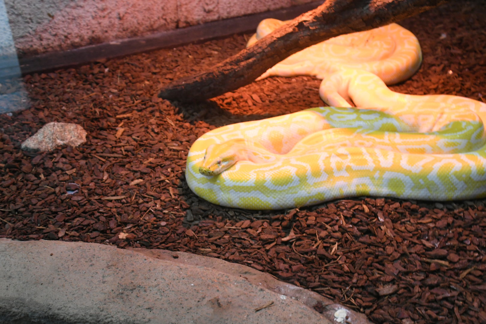 Burmese Python