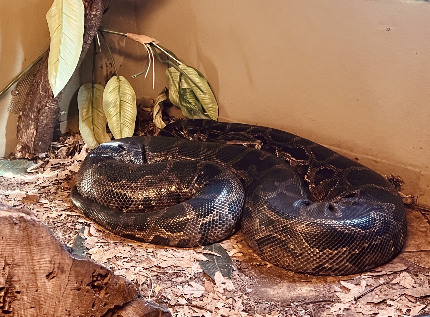 Burmese Python