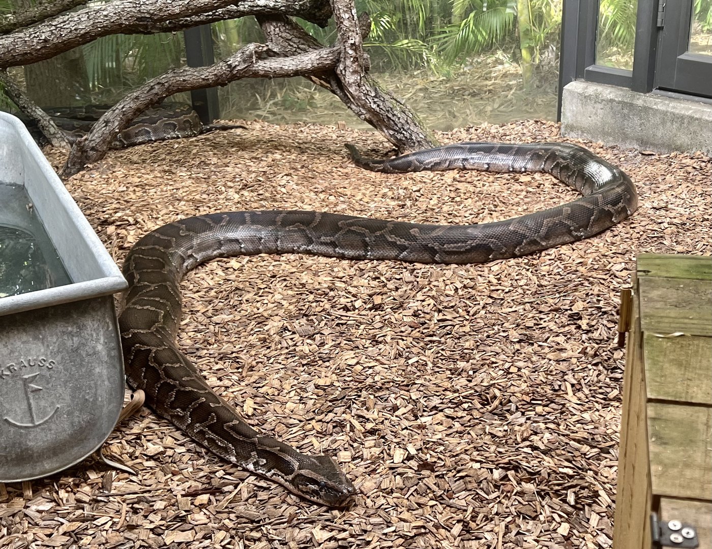 Burmese Python