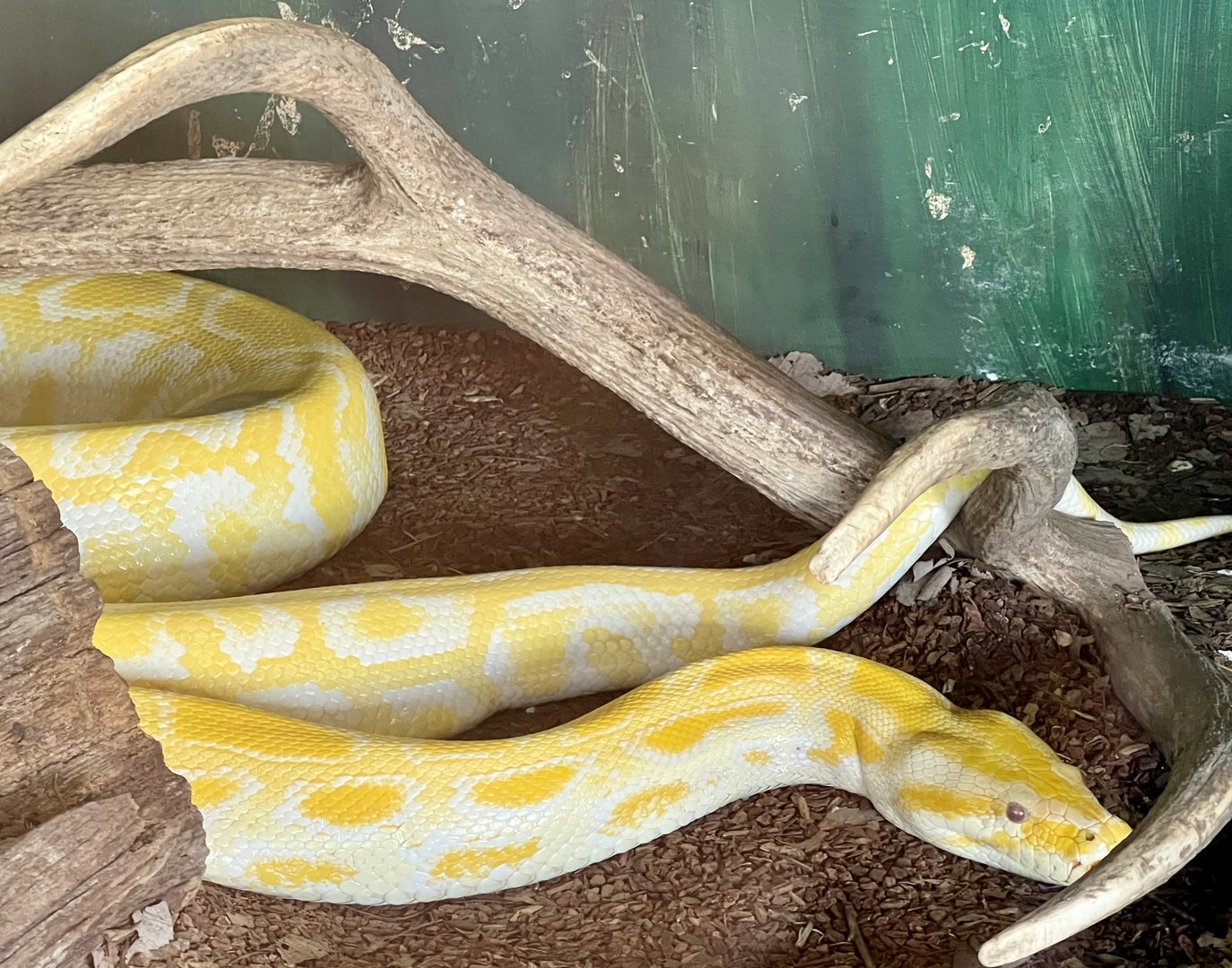 Burmese Python