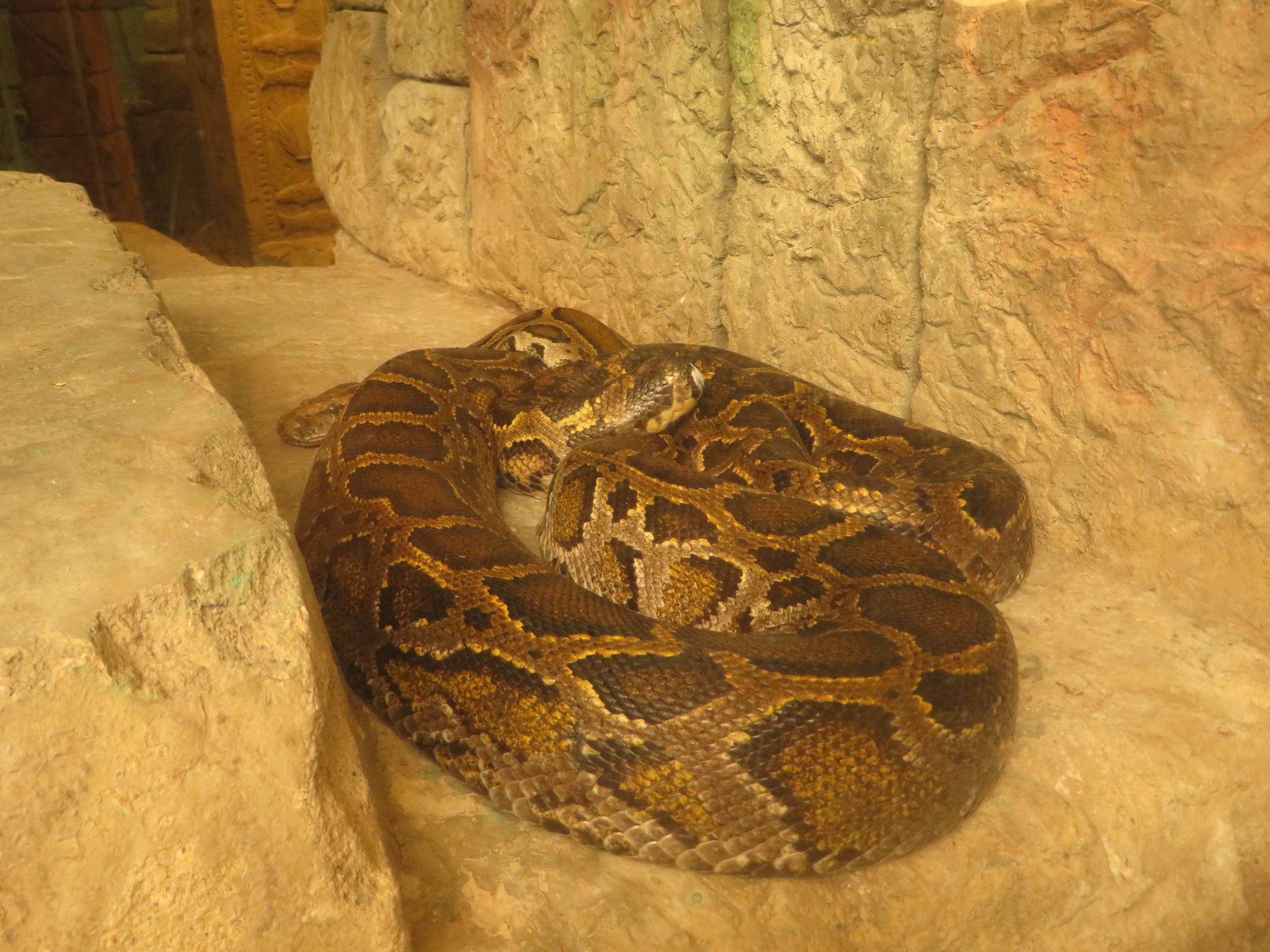 Burmese Python