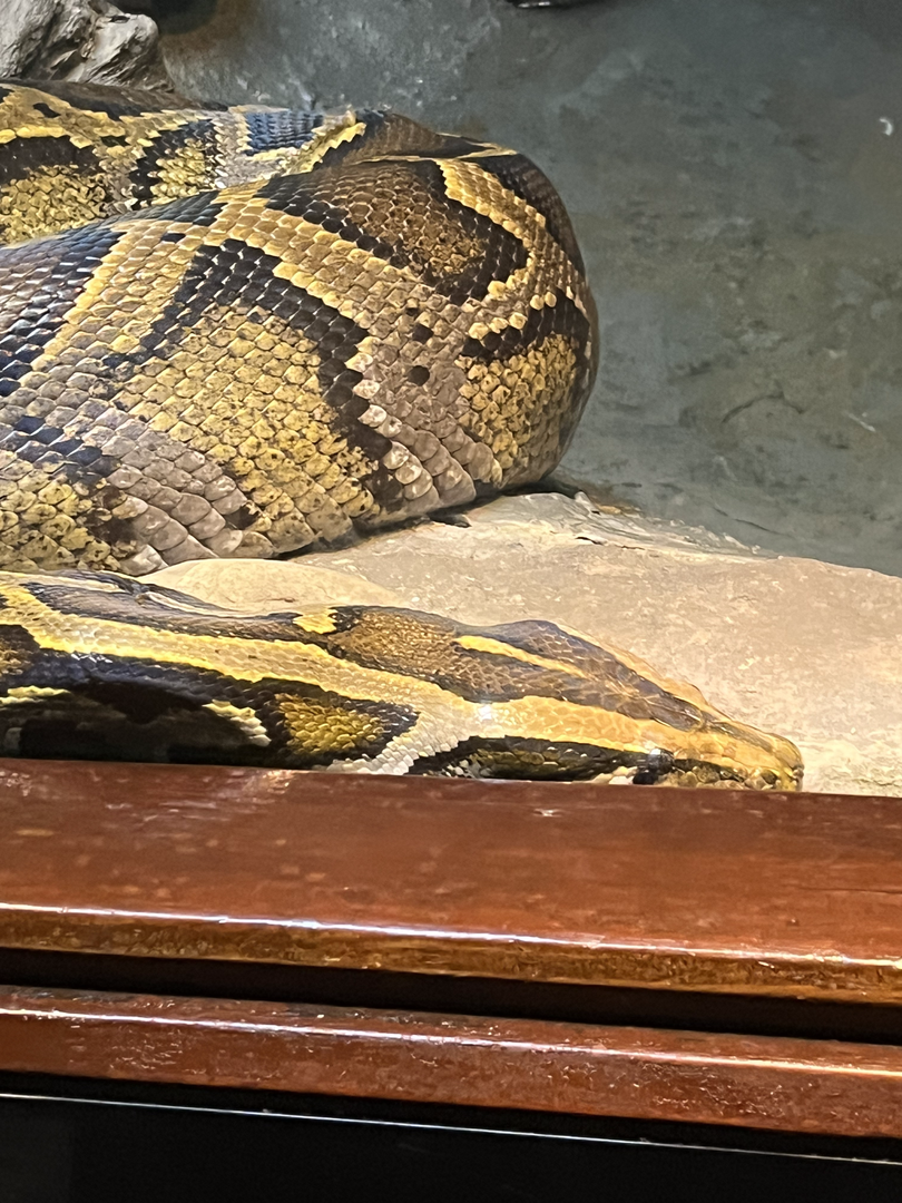Burmese python