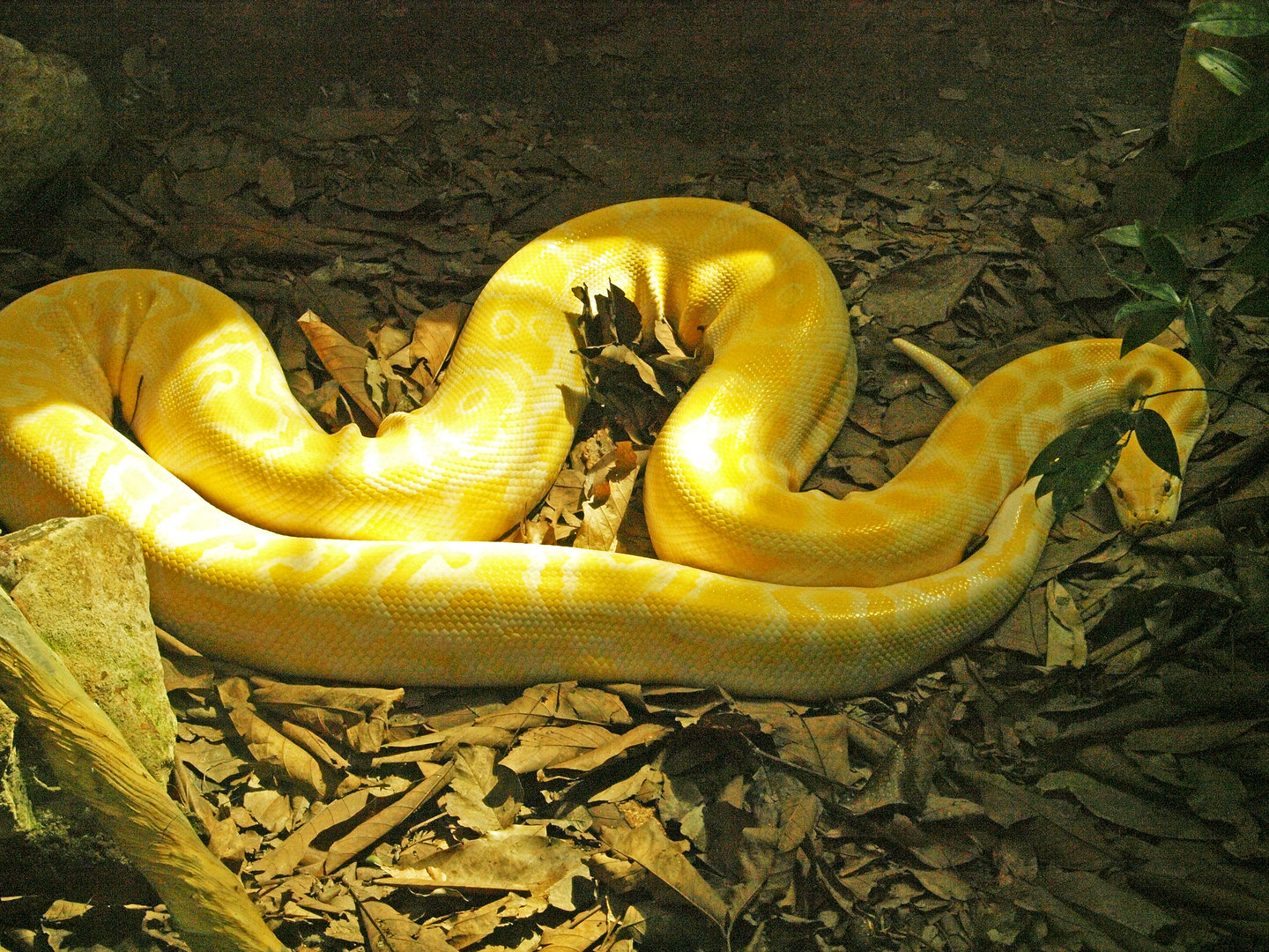 Burmese python