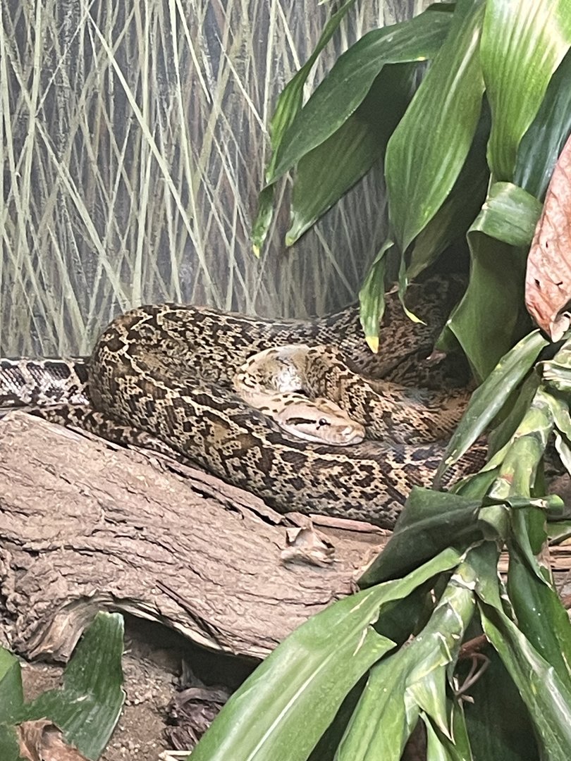 Burmese Python