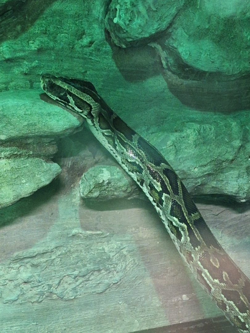 Burmese Python