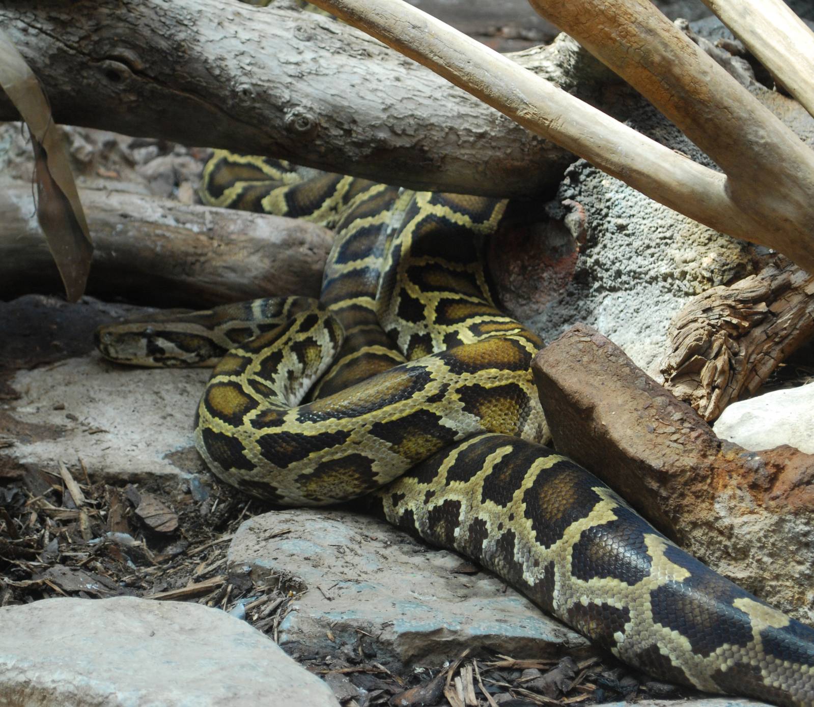 BURMESE PYTHON