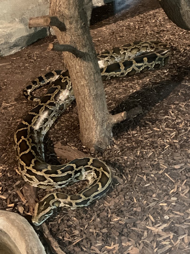 Burmese python