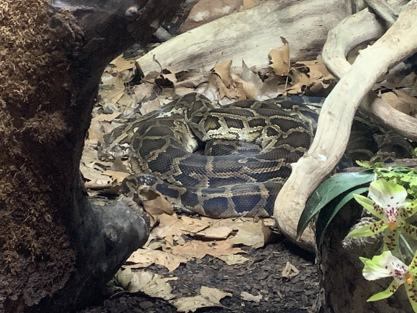 Burmese  python