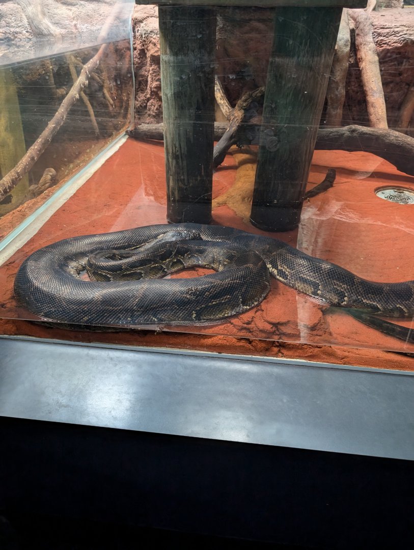 Burmese Python