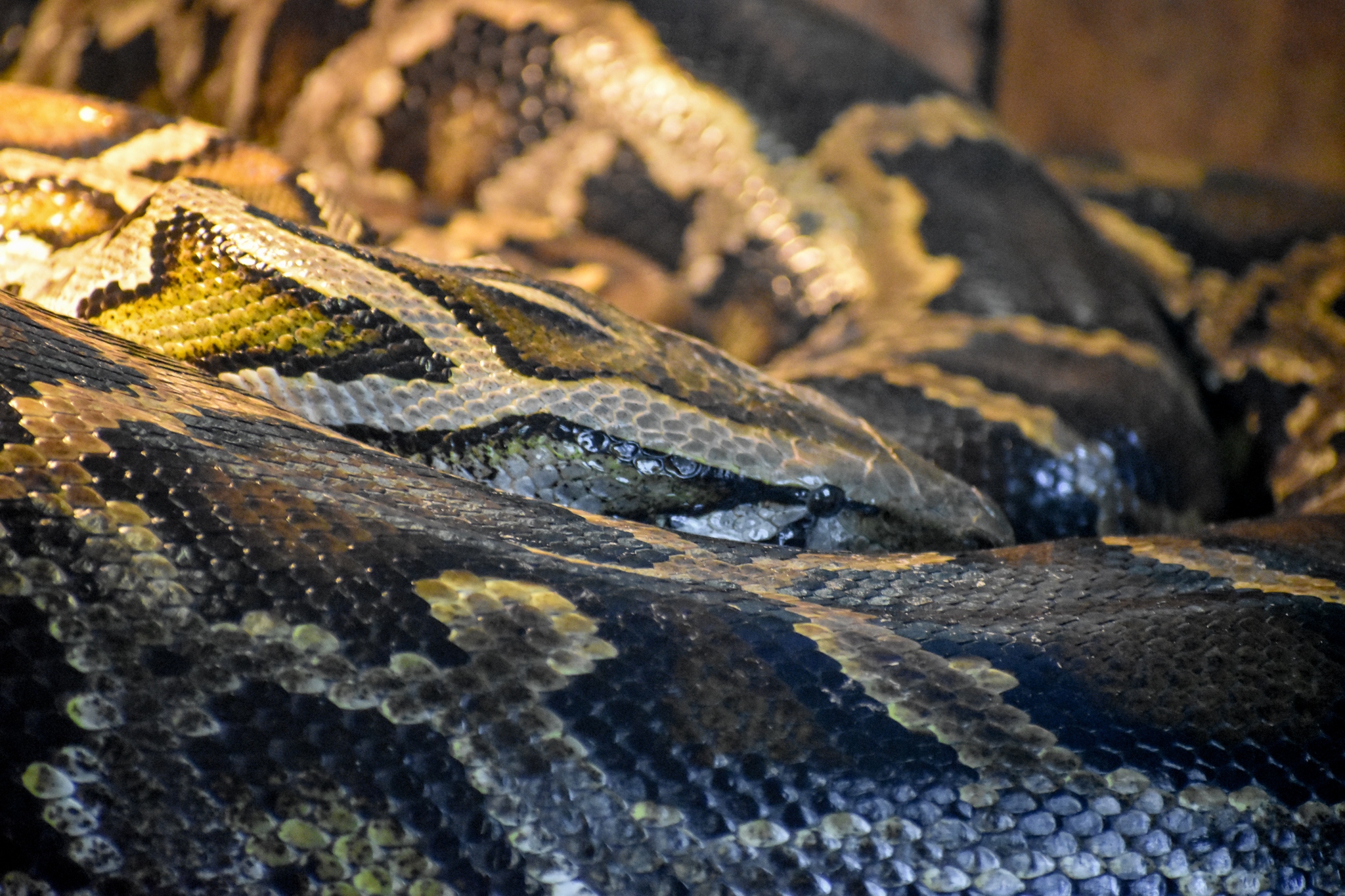 Burmese Python