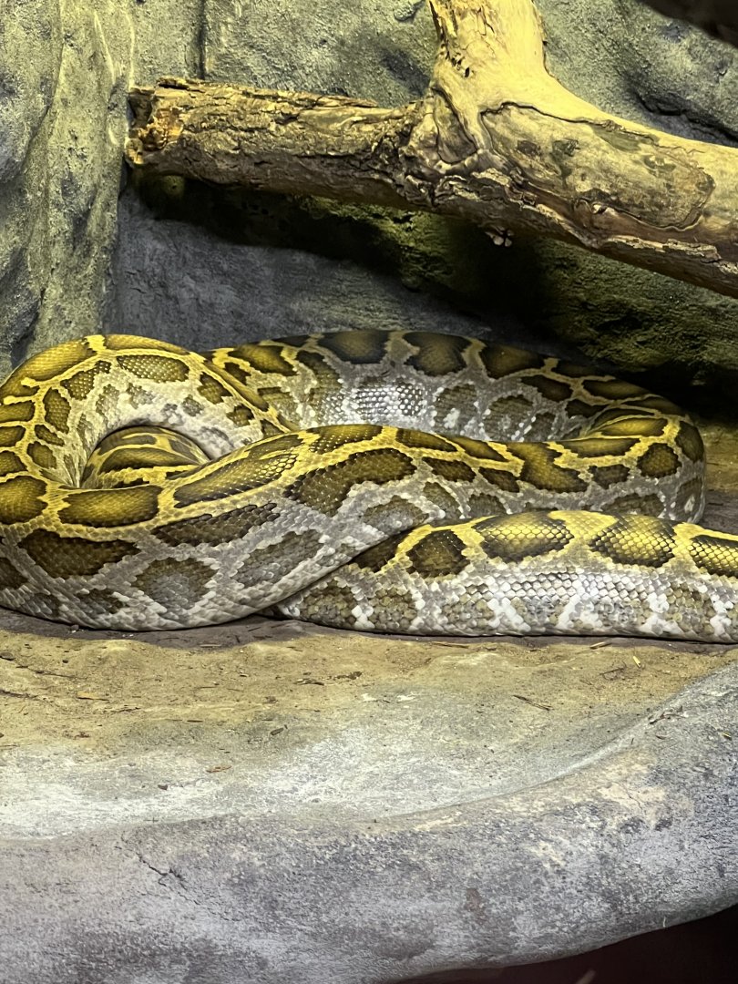 Burmese Python