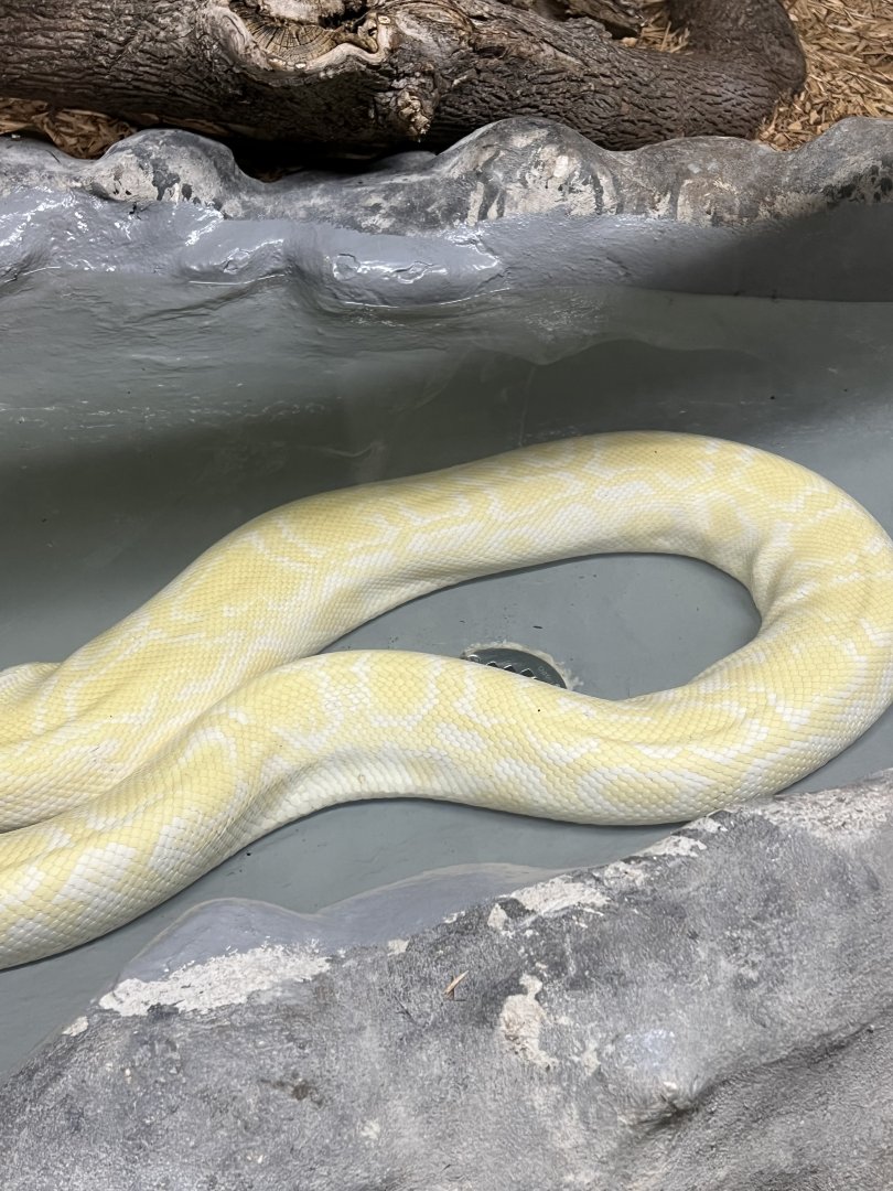 Burmese Python